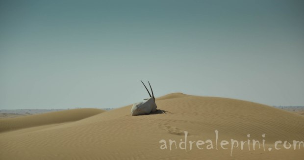 Incontri nel deserto