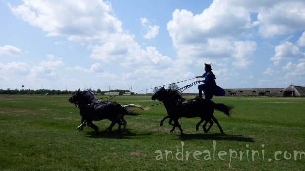 Hungarian horses
