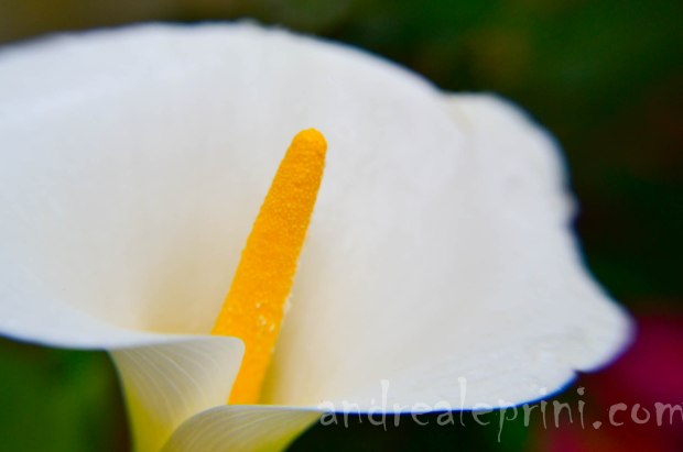 Calla