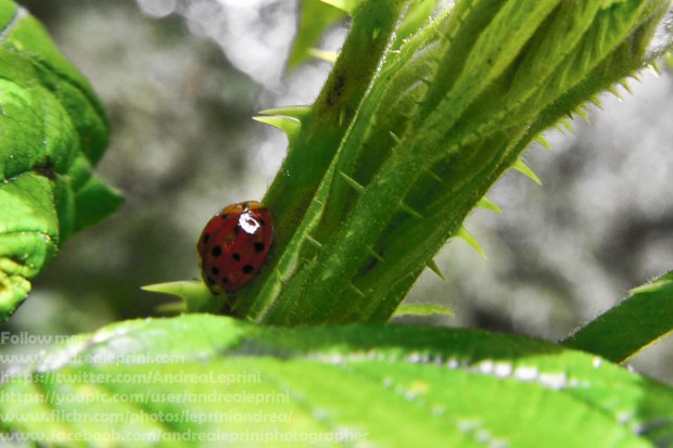 Ladybird